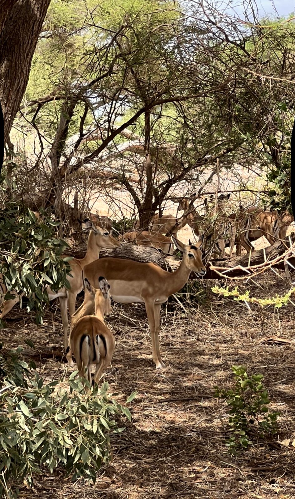 Impalas unter Akazien