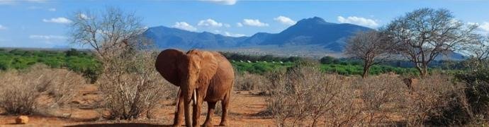 Tsavo Ost