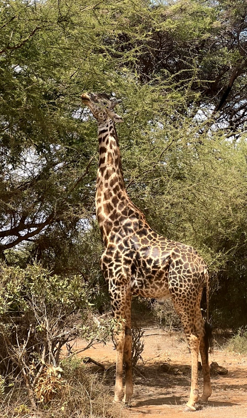 A giraffe among the acacias
