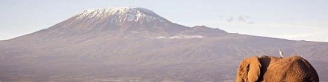 Amboseli + Tsavo Est